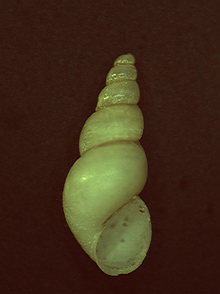 Heleobia stagnorum